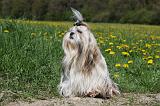 SHIH TZU 226